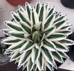 アガベ　氷山　中株　G63 カキコあり アガベ 氷山 中株 G63 カキコあり 観葉植物