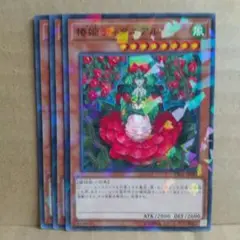 【椿姫ティタニアル】【DBSS-JP041】【ノーパラ3枚】