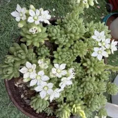 多肉植物 抜き苗 ウインクレリー - メルカリ