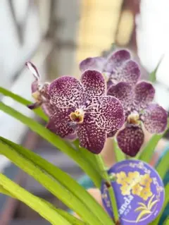 こ*ろ様 【特選】　洋蘭　バンダ　3種3株　ハンギング 特選】洋蘭バンダ3種3株ハンギング