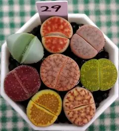 多肉植物リトープス/コノフィツム/メセン 大津絵 カラフルセット 土