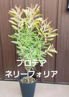 ボリューム ヘアピンバンクシア スピヌロサ 鉢植えW 苗 オージー