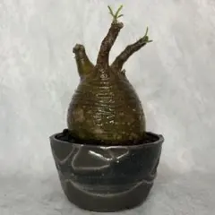 2026年最新】パキポディウム グラキリス 現地球の人気アイテム - メルカリ