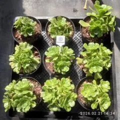 Top【選抜株】多肉植物　25877ジェダイトカラードグレイズ9個　鉢無し/脱土