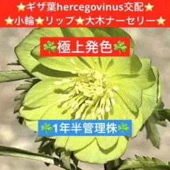300☘️1年半管理☘️極上発色☘️⭐️ギザ葉hercegovinus交配⭐️小輪⭐️リップのサムネイル