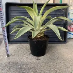 2026年最新】デスメティアーナの人気アイテム - メルカリ