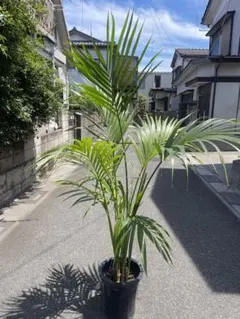 手渡し限定 耐寒性 ココスヤシ - メルカリ