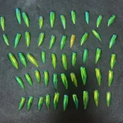 最終価格‼️早いもの勝ち‼️希少‼️タマムシ玉虫の羽70枚セット玉蟲