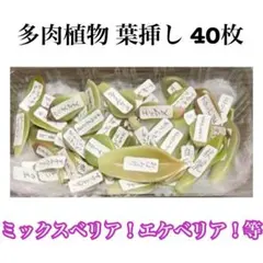 ルーシー様 リクエスト 2点 まとめ商品