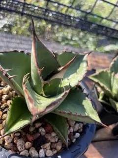 2025年最新】オテロイ実生 セットの人気アイテム - メルカリ