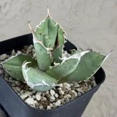 【アガベ 多肉植物 チタノタ オアハカ　オテロイ 】自家LED育成実生株発根済みのサムネイル