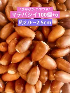 【厳選】マテバシイ2025年採取 100個+α 2.0〜2.5cm