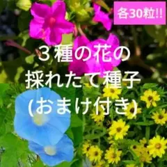 初心者向け!!!３種の花の種子セット各30粒&おまけ付き