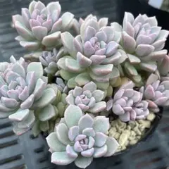 多肉植物　リンダリンダ①【抜き苗】のサムネイル