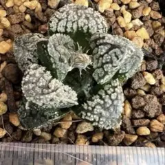 2026年最新】モルドール ハオルチアの人気アイテム - メルカリ