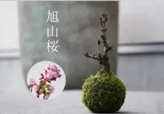 Ta93sakura様 リクエスト 2点 まとめ商品