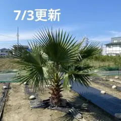 2026年最新】ワシントンヤシ フィリフェラの人気アイテム - メルカリ