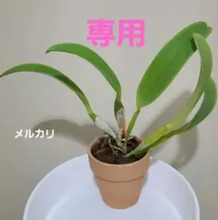 アズにゃ様 専用 リクエスト 3点 おまとめ商品