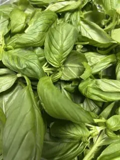 ニタ様専用　バジル50gネコポス発送