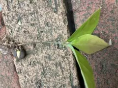どんぐりから発芽した苗木 常緑樹 苗のサムネイル