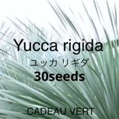 2025年最新】ユッカリギダの人気アイテム - メルカリ