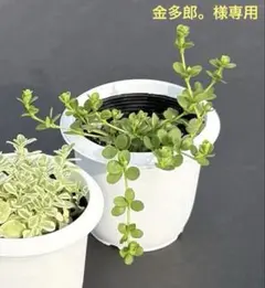 金多郎。様 リクエスト 4点 まとめ商品