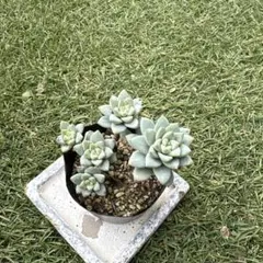 おとく様 リクエスト 2点 まとめ商品