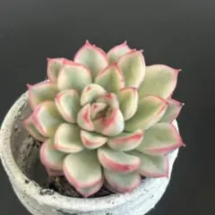 ゆうき様 リクエスト 3点 まとめ商品