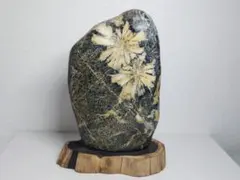 菊花石 岐阜県根尾谷産7.1㌔ 鑑賞石 観賞石 水石 盆石 天然石 美石