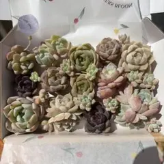 多肉植物 エケベリア 韓国苗　カット苗 詰め合わせセット　即日　翌日　3