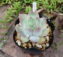 アルビフェイス×レッドエッジシャドウ　多肉植物　抜き苗　meさん苗のサムネイル