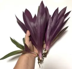 植物　ムラサキオモトカット苗のサムネイル