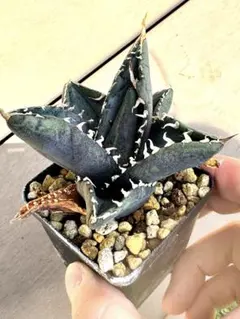 アガベ　チタノタ　柊月のサムネイル