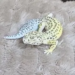 Item thumbnail for item 4810fc32-e089-47de-b76b-e3a736483033