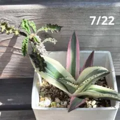 アガベ　スナグルトゥース　ユーフォルビア　デカリー　観葉植物　多肉植物のサムネイル
