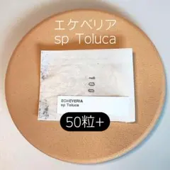 エケベリア sp トルーカ 50粒 原種 実生 ケーレス 種子 - メルカリ