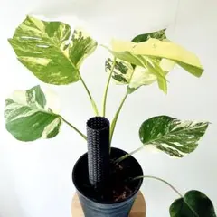 モンステラ オブリクア ムユナ 斑入 超希少 半額値下げ - メルカリ