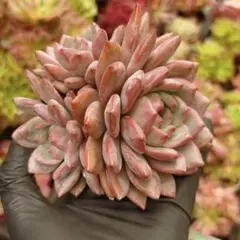 2025年最新】アリエル 多肉の人気アイテム - メルカリ