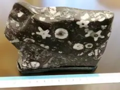 梅花石　門司産 　置物 　鑑賞石 梅花石 門司産 置物 鑑賞石 - メルカリ