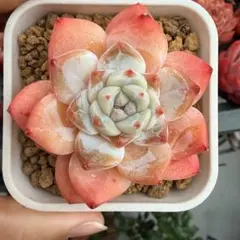 紅Σ夥様 リクエスト 3点 まとめ商品