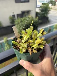 食虫植物 ハエトリソウ 大狼 子株 - メルカリ