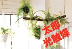 2026年最新】光触媒 フェイクグリーン 壁掛けの人気アイテム - メルカリ