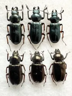 2025年最新】コルリクワガタの人気アイテム - メルカリ