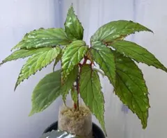 Begonia wrayi ベゴニア レイー