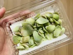 あちゅ+様 リクエスト 2点 まとめ商品