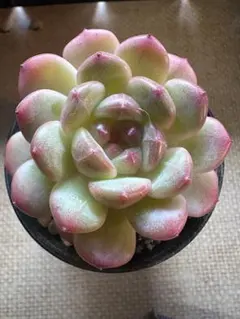 と*ち様 No.a889 新品種　エケベリア　多肉植物　撮影11月14日