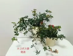 【mi様専用 お纏め】