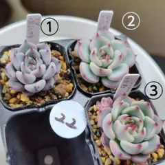 あゆ様 リクエスト 2点 まとめ商品