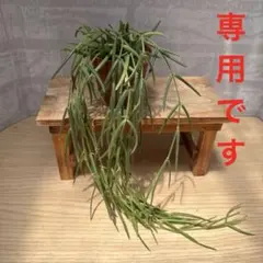 ☘観葉植物☘ホヤ リネアリス 抜き苗⑩ ☘観葉植物☘ホヤ リネアリス ⑤抜き苗 - メルカリ