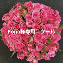 産地直送❗️短め！！バラ 切り花・生花　フェリシタル（濃いめピンク色）20㎝60本のサムネイル